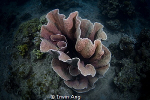 G O O D - N I G H T
Coral @ APH house reef
Anilao, Phil... by Irwin Ang 